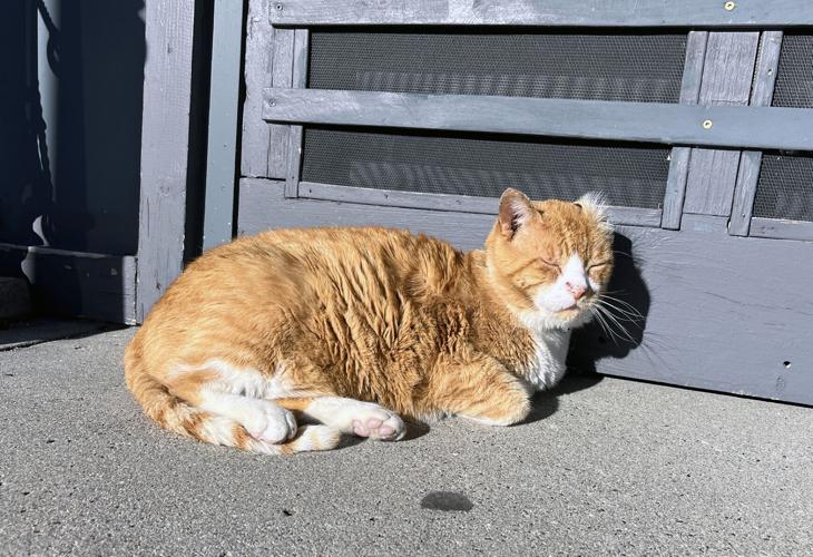 Bean Broker cat