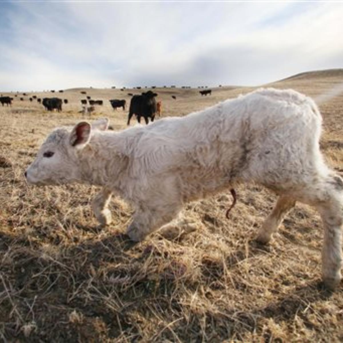 A Modern Day Cattle Rustling Story In South Dakota Local