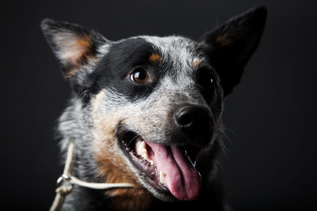 Portraits from the Rapid City Kennel Club Dog Show Photos