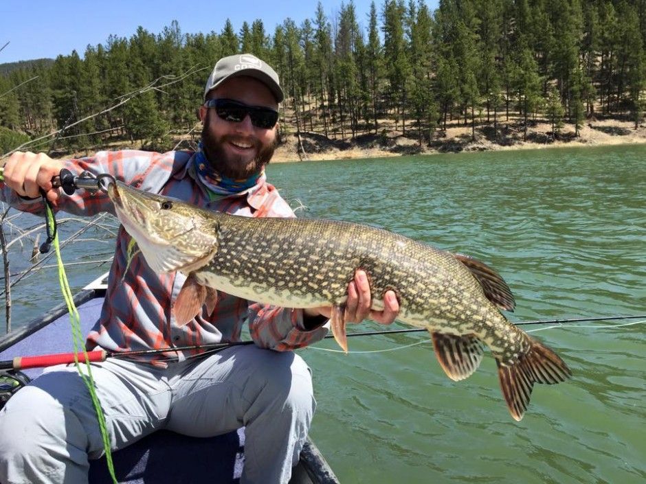 Fly fishing for pike is all about persistence and power Local