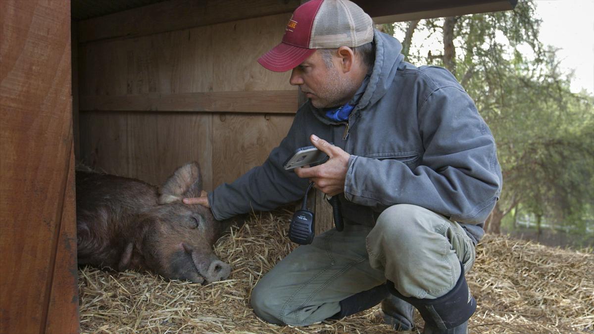 Film Review - The Biggest Little Farm