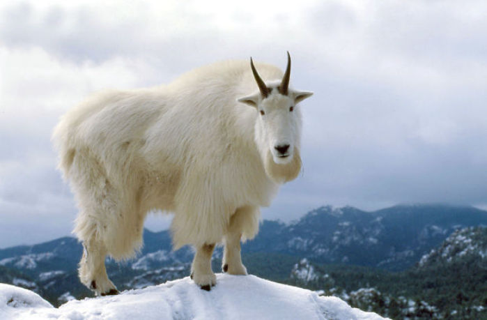 mountain goat mountain app store