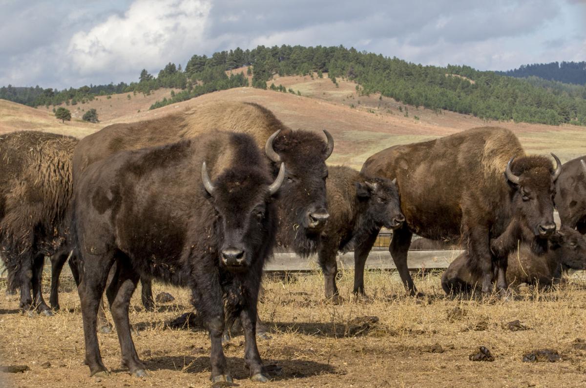 the herd is the word outdoors