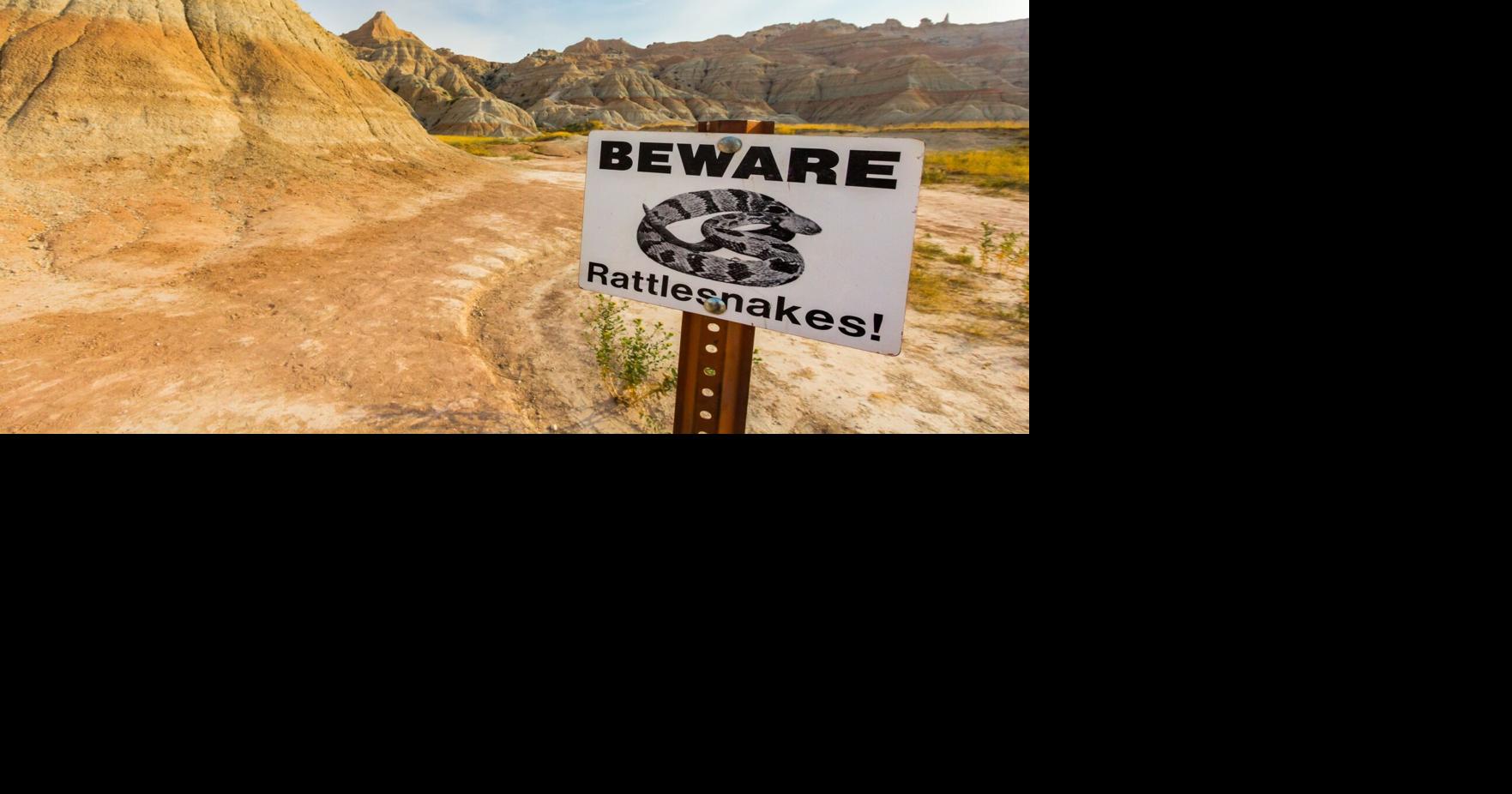 Rattlesnake season leads to close calls, some bites and need for