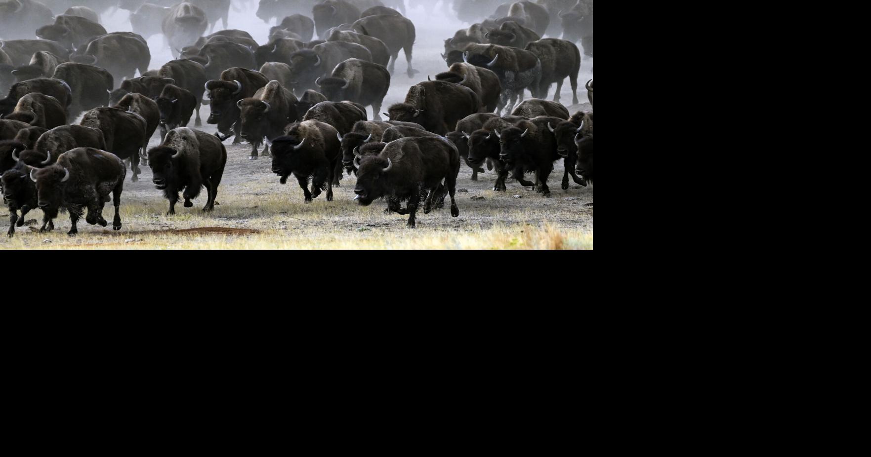 How to attend the Custer State Park Buffalo Roundup
