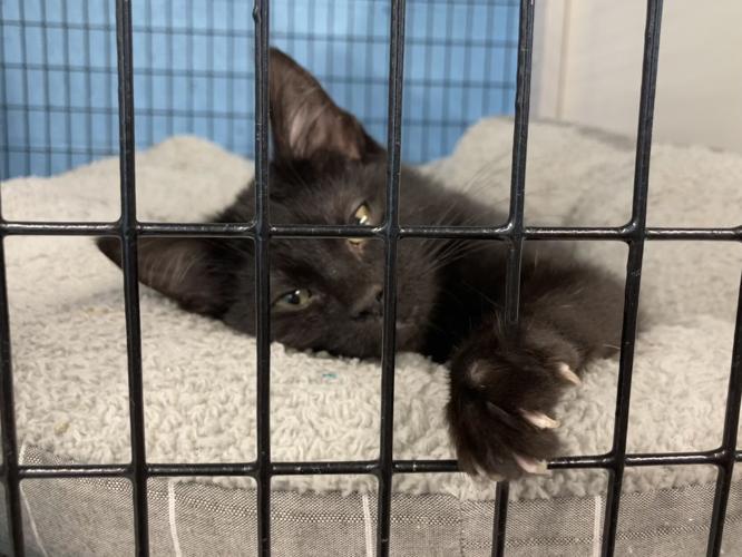 091726-nws-KittyCity-blackcat