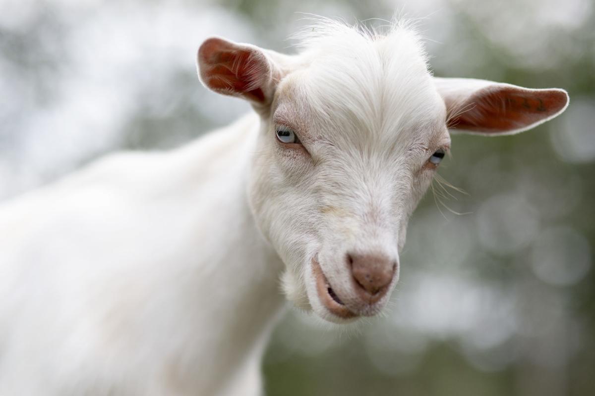 Minn Woman Launches Dairy Farm With Nigerian Dwarf Goats News Rapidcityjournal Com