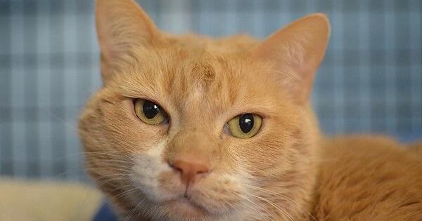 Humane Society of the Black Hills Pets of the Week