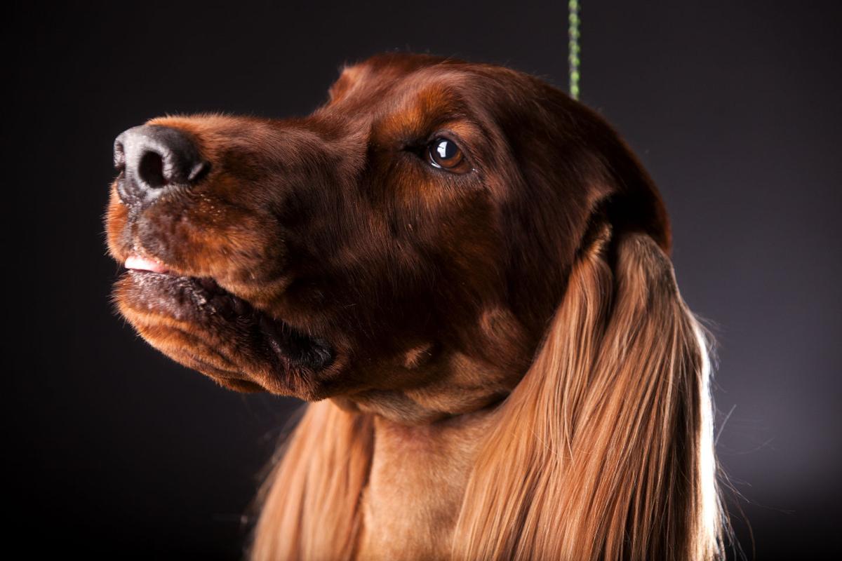 Portraits from the Rapid City Kennel Club Dog Show Photos