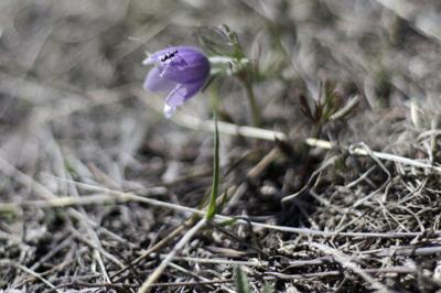 5 facts about South Dakota’s state flower | Recreation