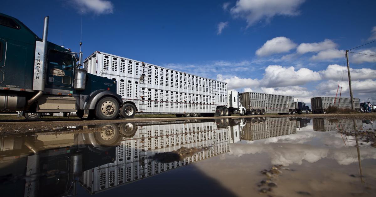 Reflecting bull racks