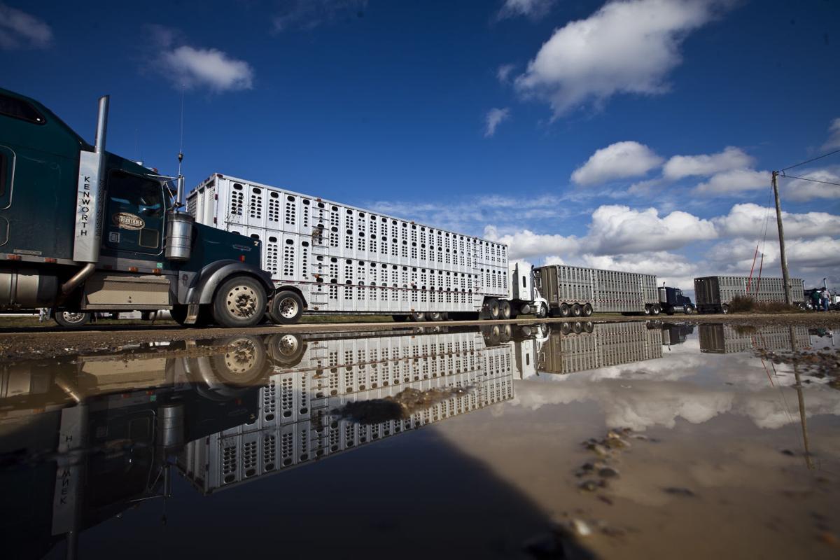 Reflecting bull racks