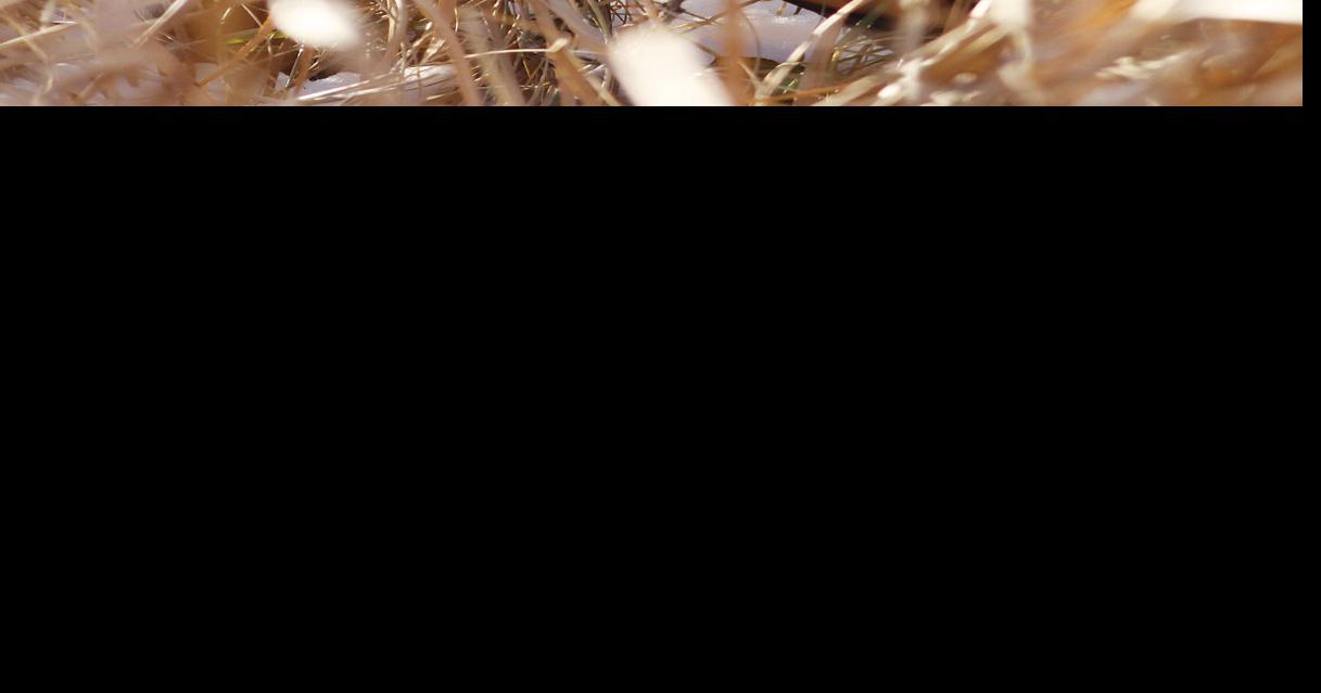 South Dakota drought could affect pheasant population