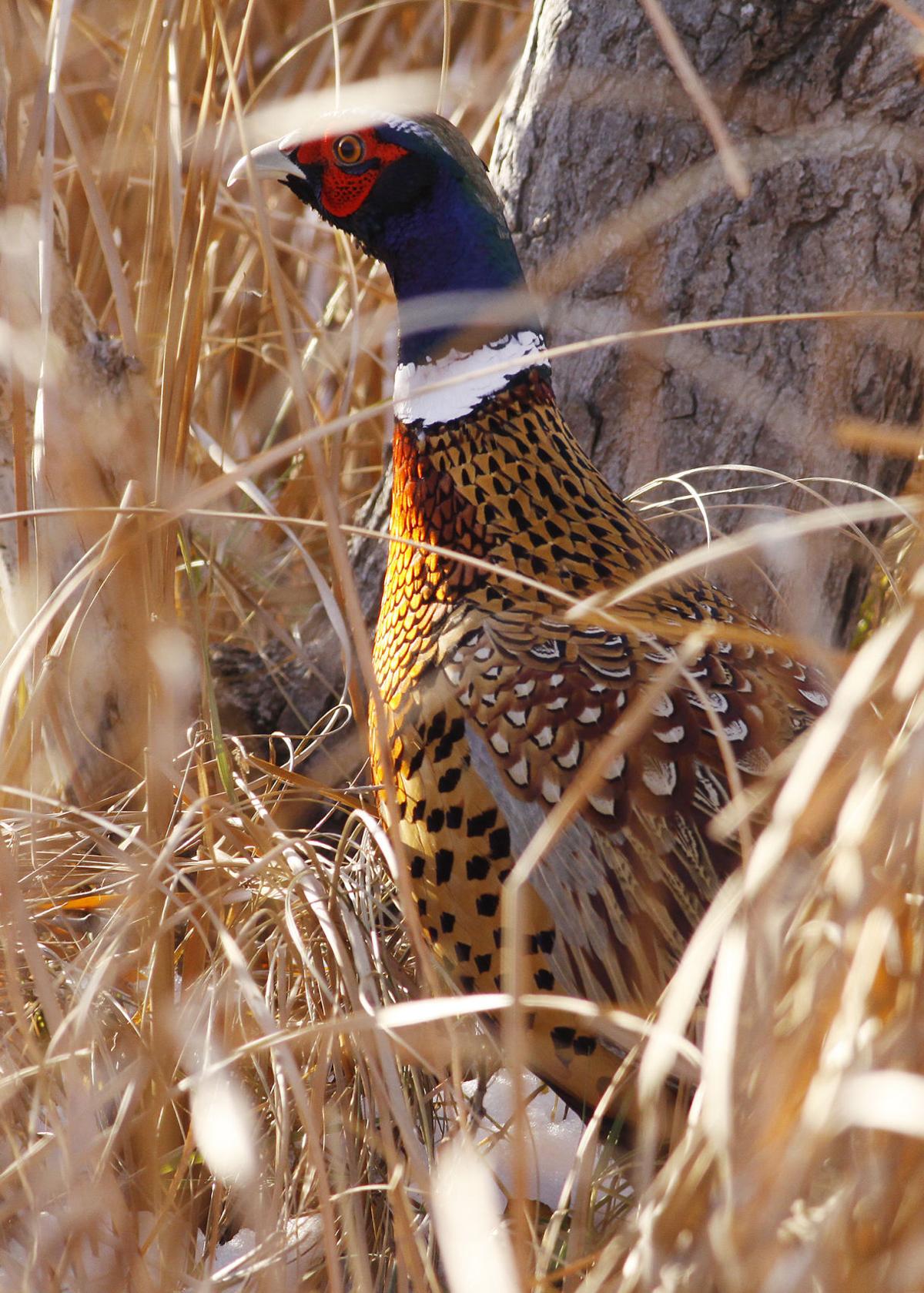 South Dakota drought could affect pheasant population Local