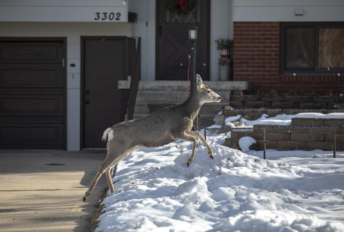 121218-nws-deer001.jpg