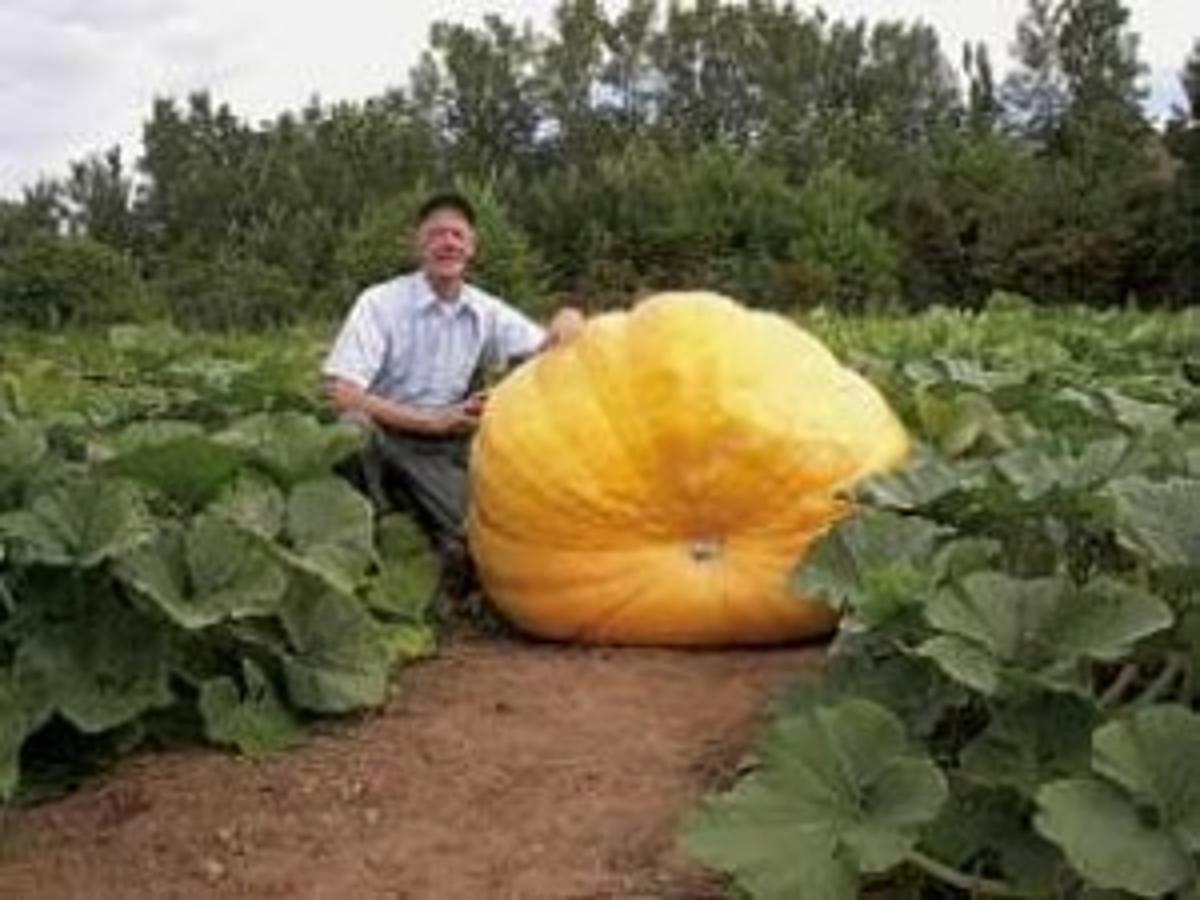 Monster Pumpkins Nova Scotia Family Farm Now The Land Where Giants Are Bred News Rapidcityjournal Com