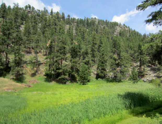 Forest Service offers land for sale