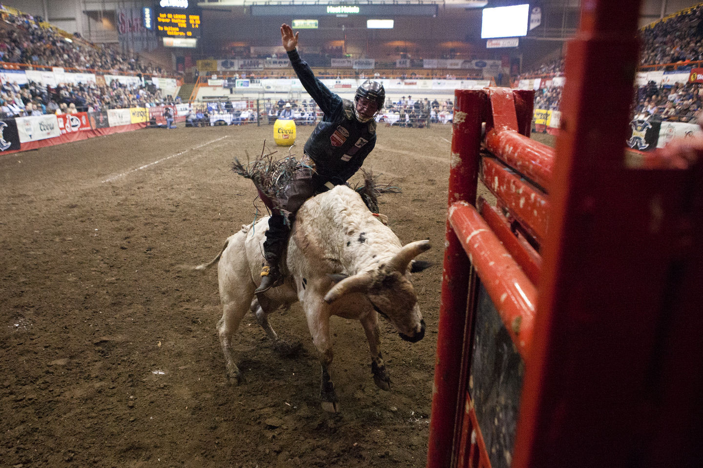 raising rodeo bulls