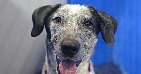 Black Hills Humane Society Pet of the Week: Athena