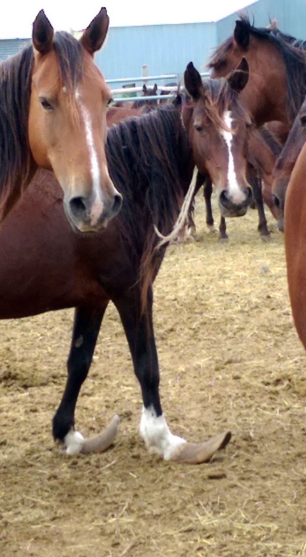 Whistle Blowers Finally Expose Conditions At Wild Horse Sanctuary Local Rapidcityjournal Com