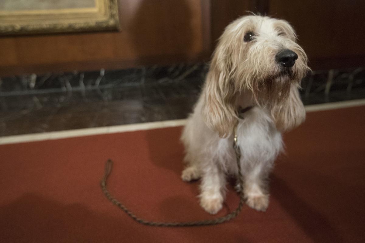 Kooiker Huh An Intro To Westminster Dog Show S New Breeds Compass Rapidcityjournal Com