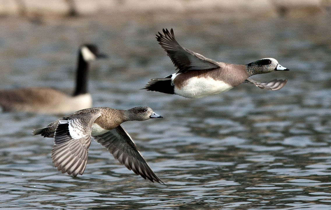 Waterfowl Association Wants To Limit Non resident Hunters Sports Rapidcityjournal