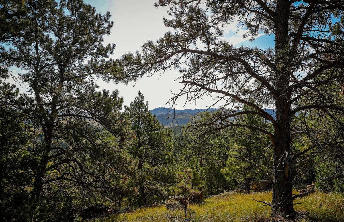 Report Number of trees in South Dakota increases Local