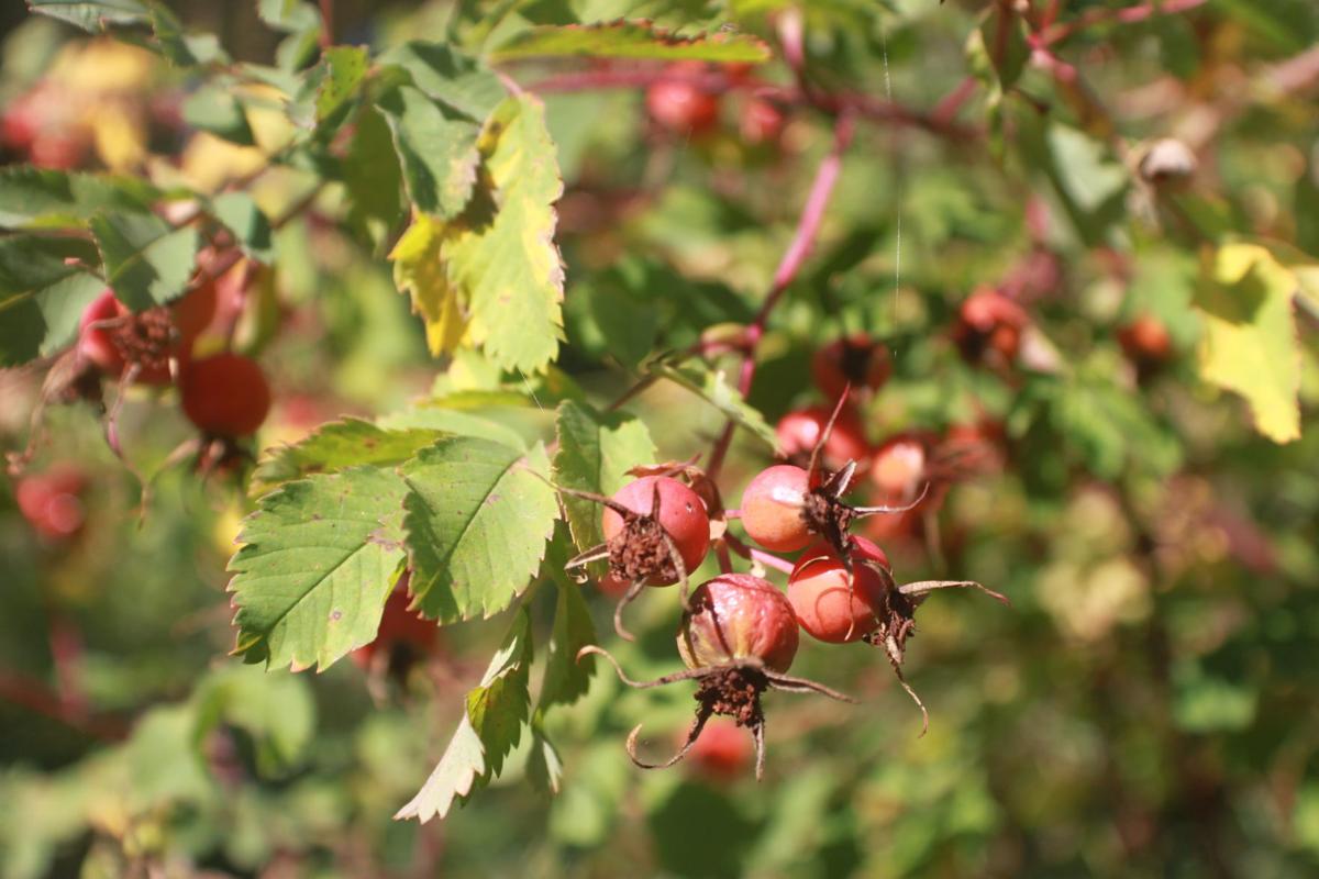 Berries Spearfish Canyon
