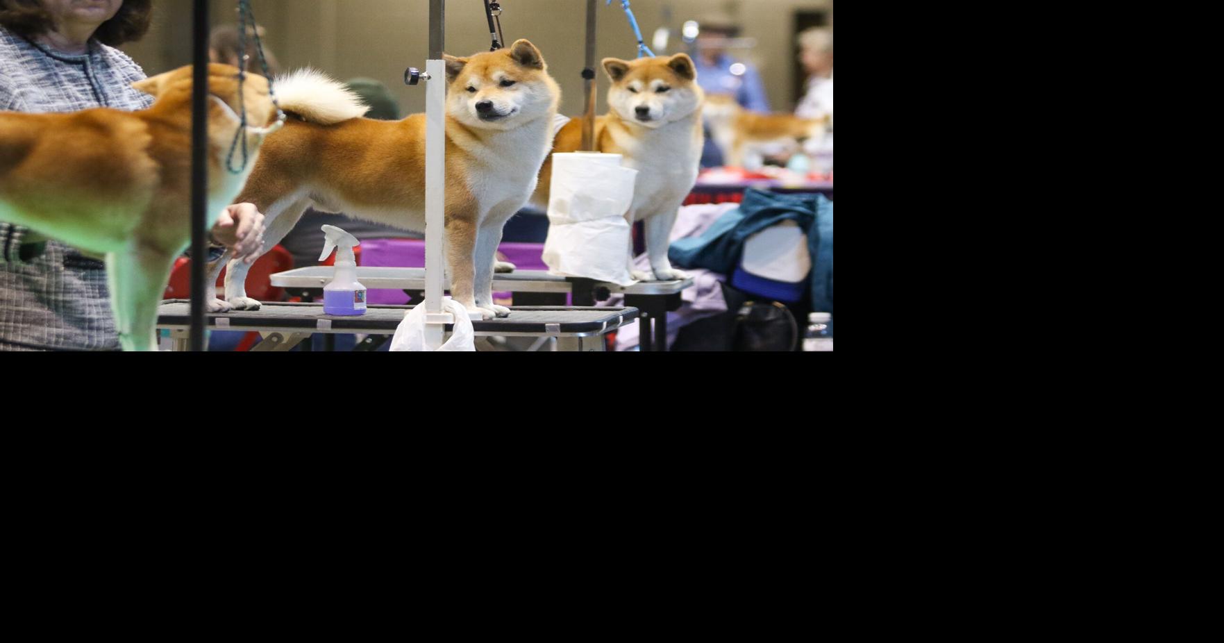 PHOTOS Rapid City Kennel Club hosts annual Dog Show