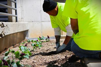 Rooting for recovery: Inmates plant flowers as part of rehabilitation program
