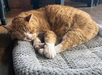 Toddy the cat rules the roast at Bean Broker in Chadron