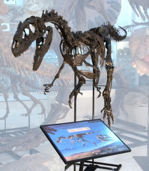 AL-JUNIOR_Museum@BHI_022-29_HDRc.JPG