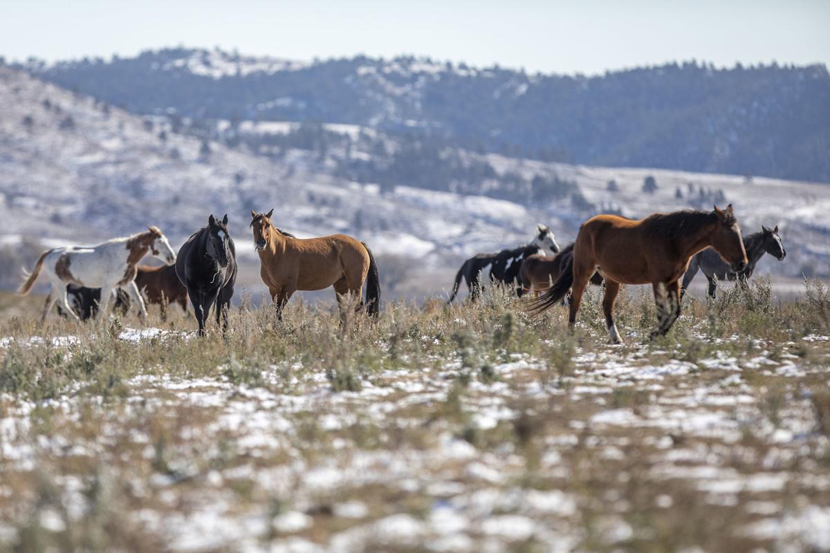 Horse sanctuary