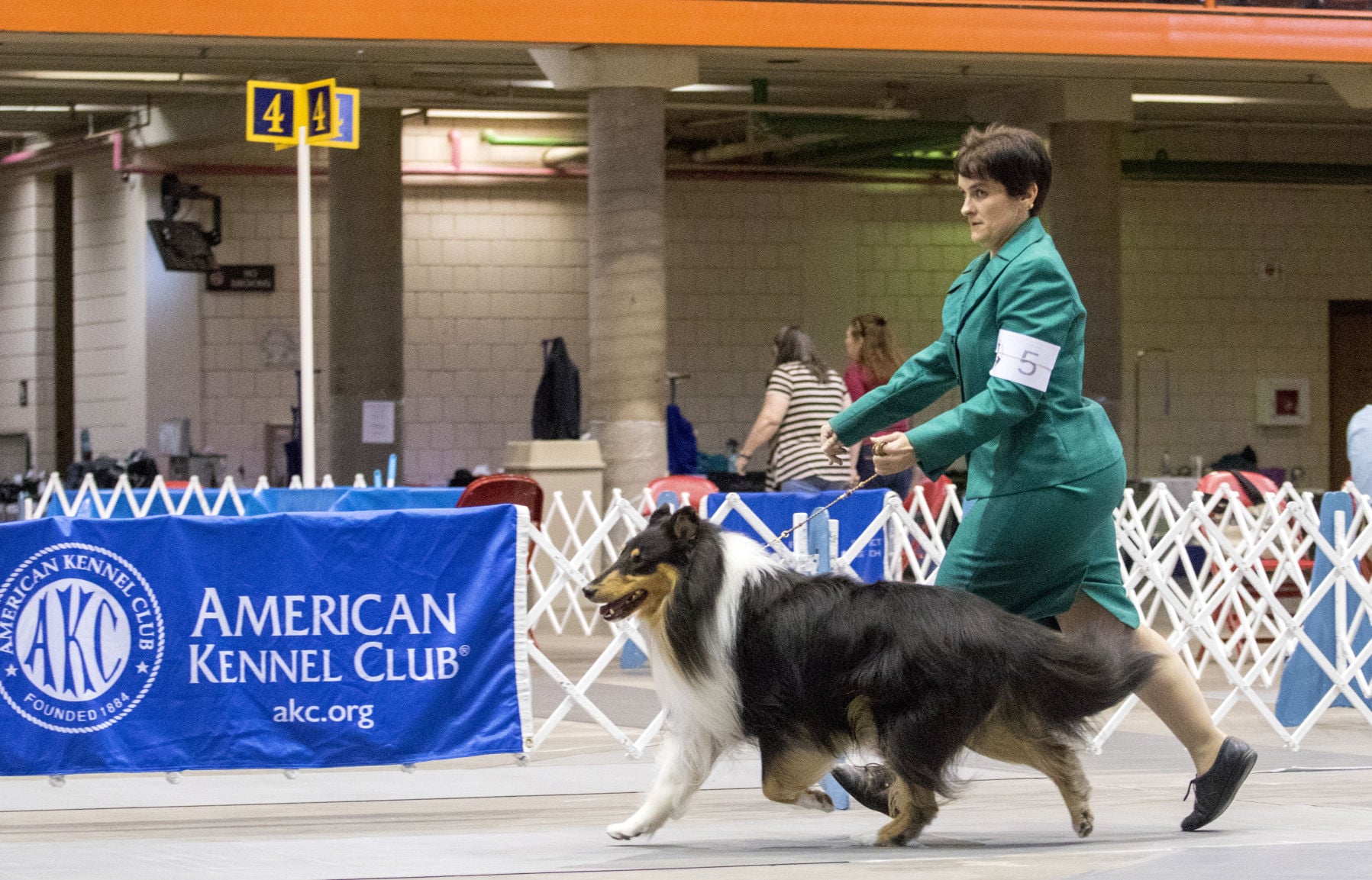 rough collie kennel club