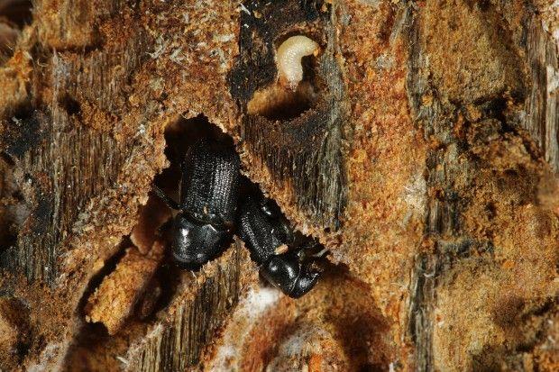 What is a Mountain Pine Beetle?