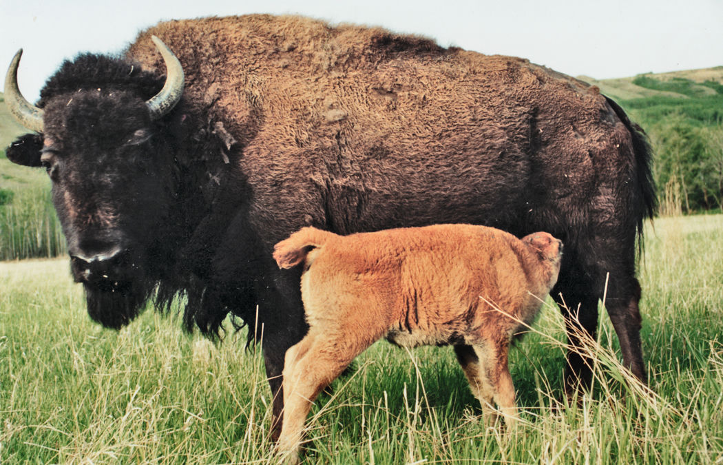 Ranchers to talk advantages of raising bison Local