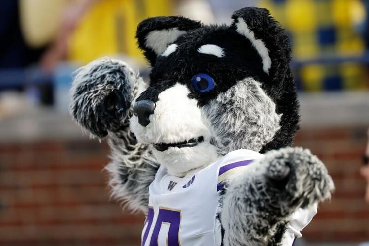 Oct 18, 2025; Ann Arbor, Michigan, USA; Washington Huskies mascot on the sideline in the first half against the Michigan Wolverines at Michigan Stadium. Mandatory Credit: Rick Osentoski-Imagn Images