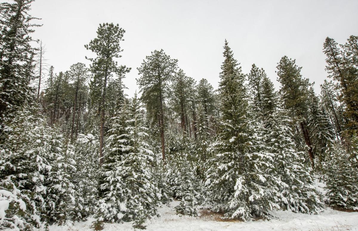 PHOTOS Snow scenes from Custer State Park Photos