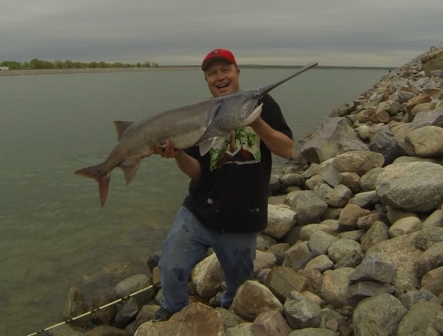 South Dakota's strangest fish: the highly sought paddlefish