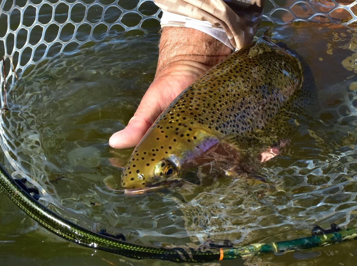 Fishing Line: Trout bite remains strong in Black Hills high