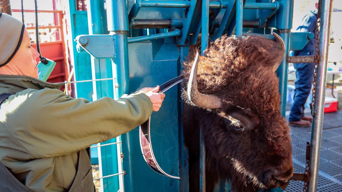 Bison movements tracked by collars and satellites at Wind Cave - Rapid City Journal