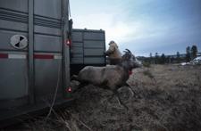 deadwood bighorn establishes rapidcityjournal