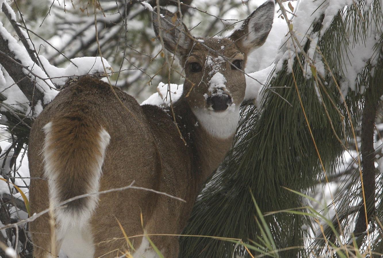 More tags likely for Black Hills deer hunters