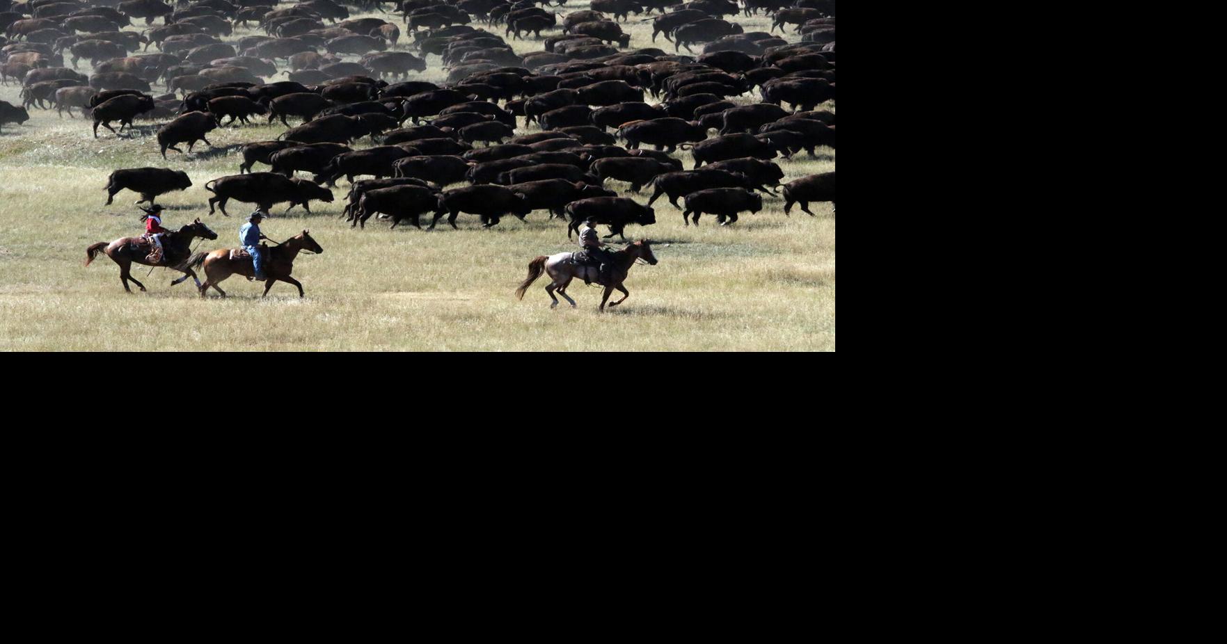 Photos from the 60th annual Buffalo Roundup at Custer State Park in ...