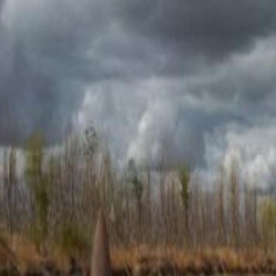 South Dakota S Strangest Fish The Highly Sought Paddlefish This