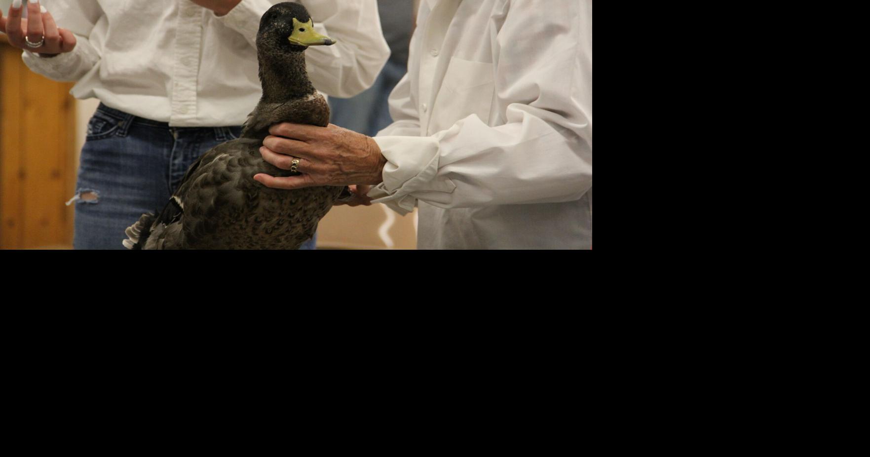 Duck