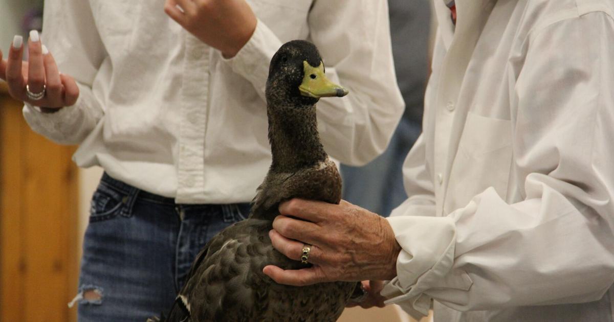 Duck