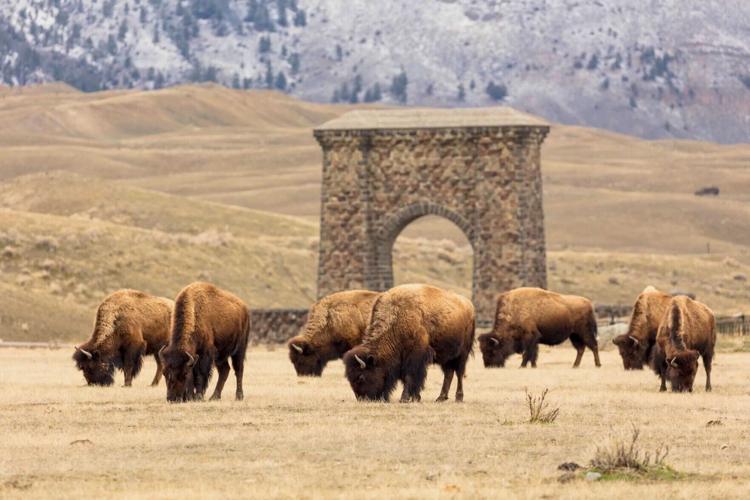 Bison.jpeg (copy)
