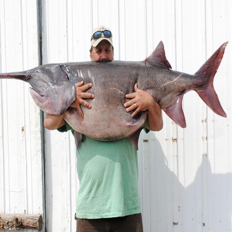 5 Biggest Record Fish Caught In South Dakota Rcj Rapidcityjournal Com