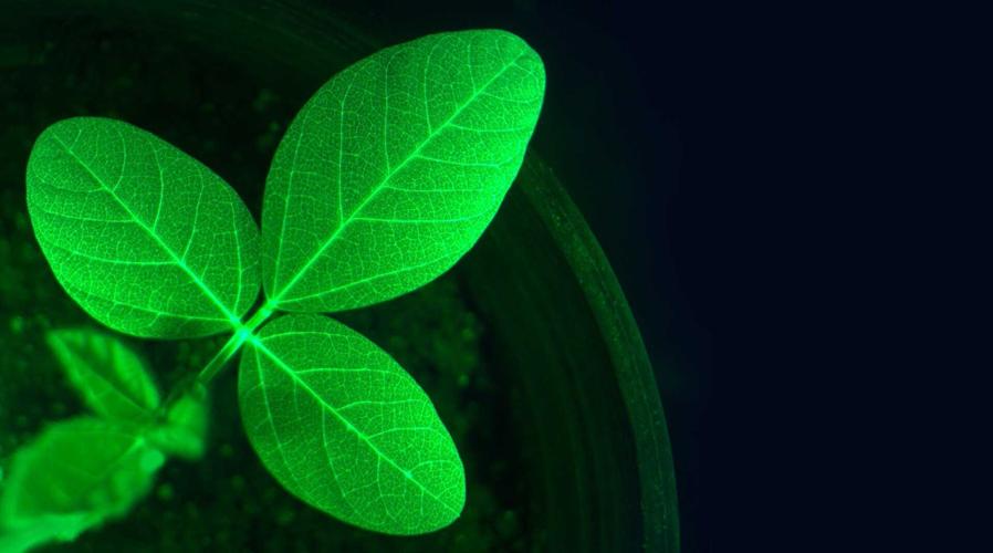 InnerPlant 3.jpg